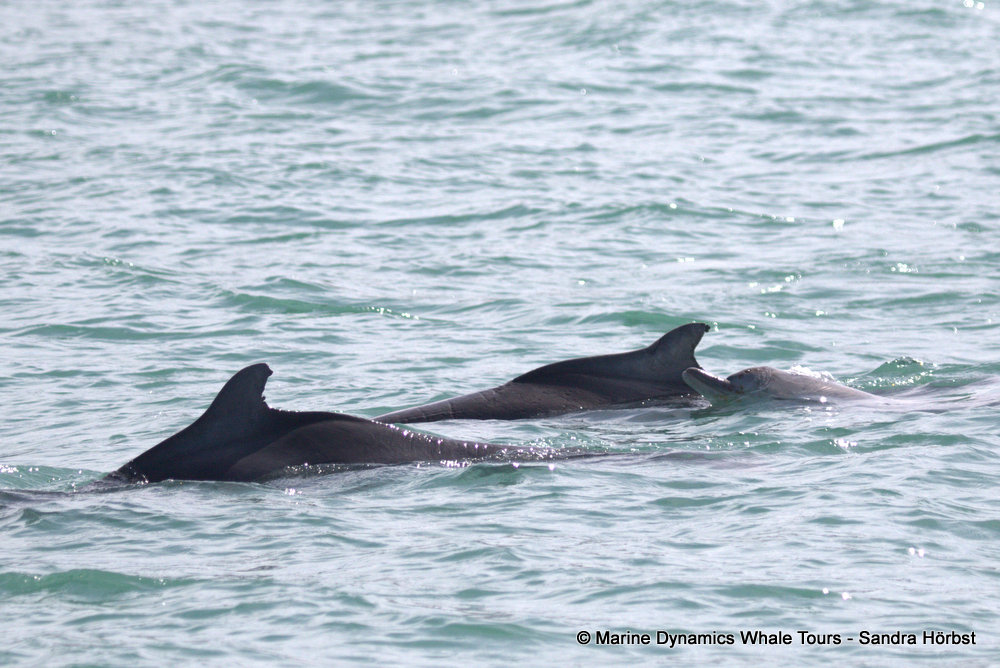 humpback dolphin, whale watching, gansbaai, south africa