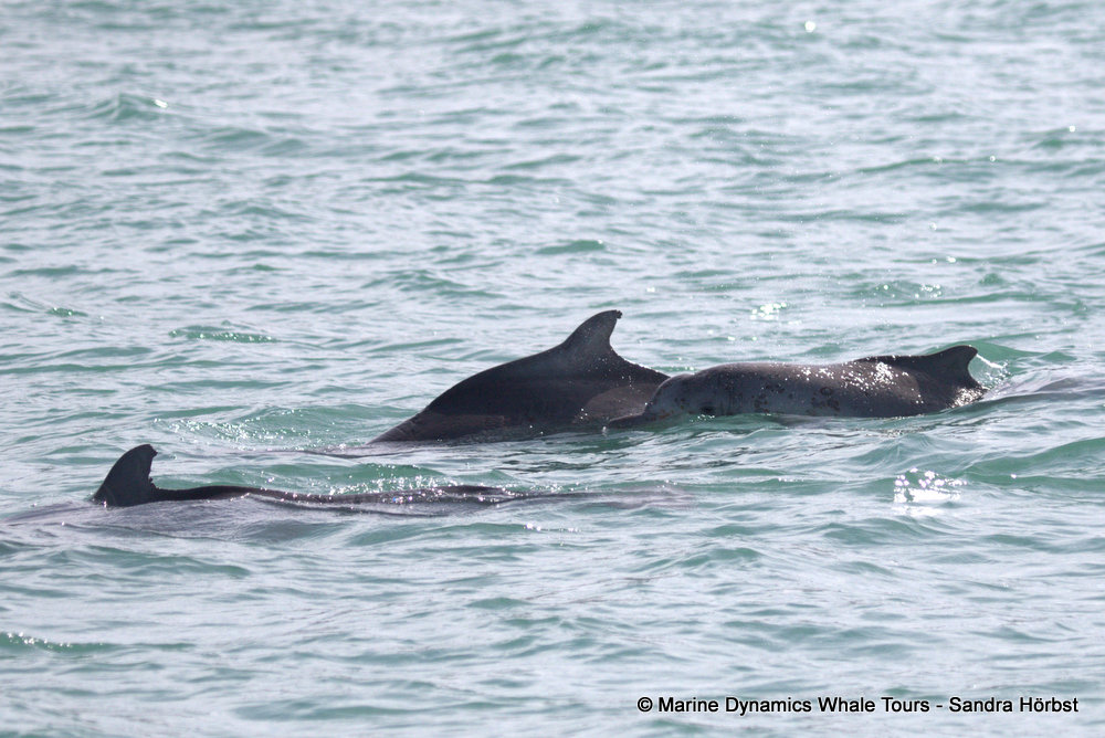 humpback dolphin, whale watching, gansbaai, south africa