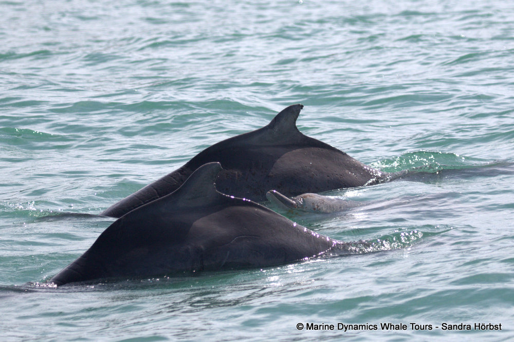humpback dolphin, whale watching, gansbaai, south africa