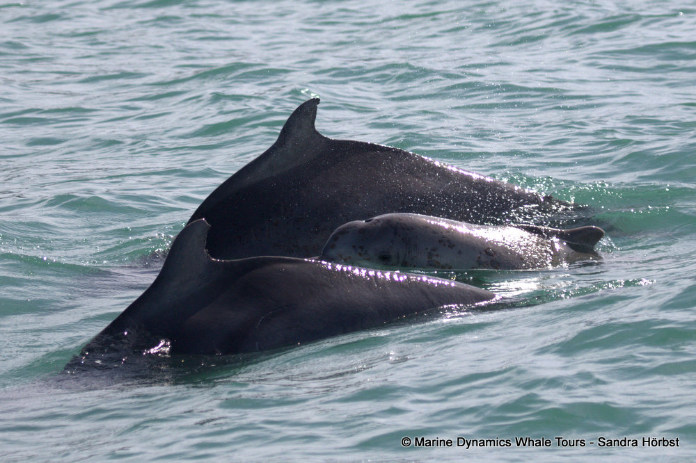 humpback dolphin, whale watching, gansbaai, south africa