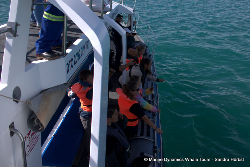 people, whale watching, gansbaai, south africa