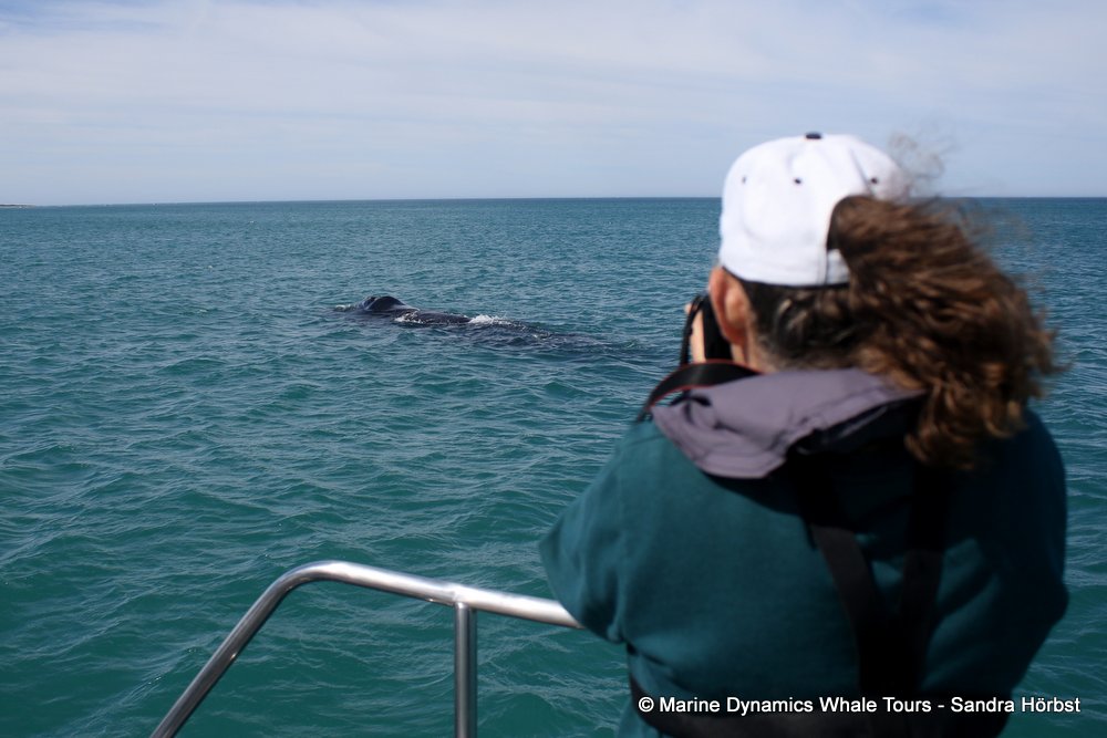 people, whale watching, gansbaai, south africa
