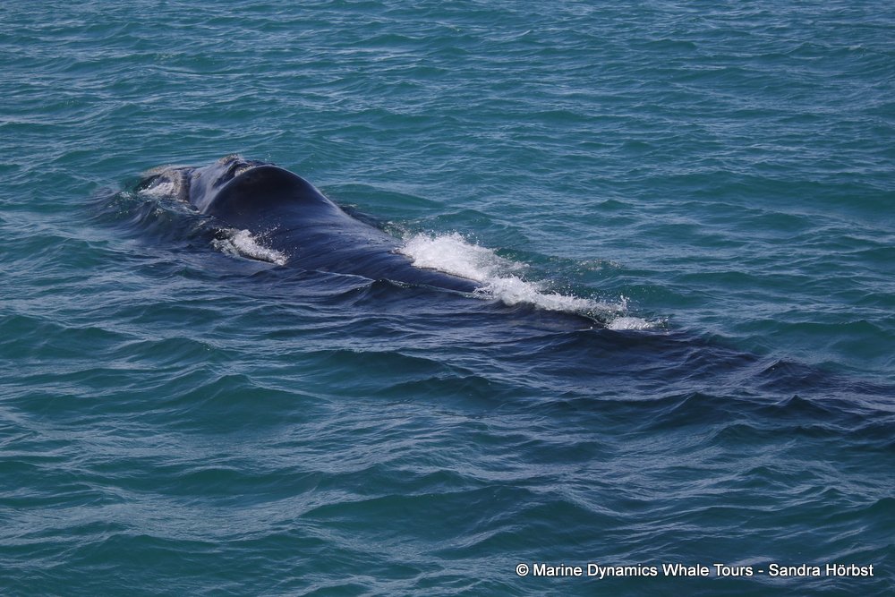 Southern right whale, whale watching, gansbaai, south africa,