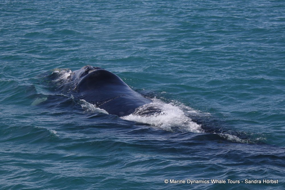 Southern right whale, whale watching, gansbaai, south africa,