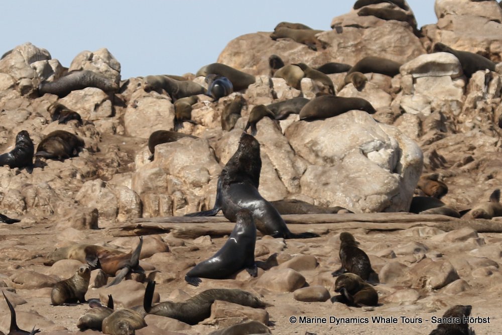 cape fur seal, whale watching, gansbaai, south africa