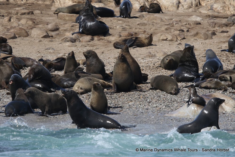 cape fur seal, whale watching, gansbaai, south africa
