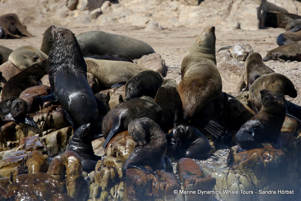 cape fur seal, whale watching, gansbaai, south africa
