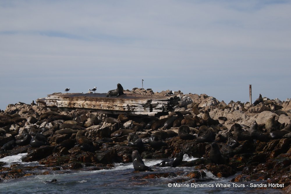 cape fur seal, whale watching, gansbaai, south africa