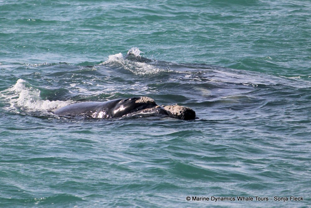 Southern right whale, whale watching, gansbaai, south africa,