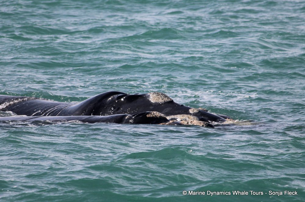 Southern right whale, whale watching, gansbaai, south africa,