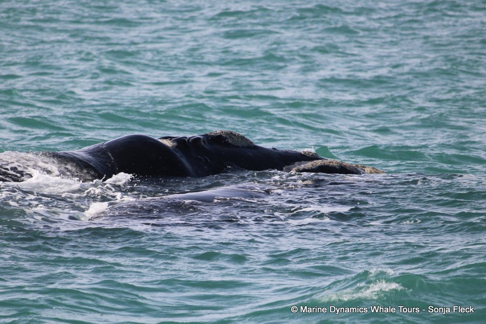 Southern right whale, whale watching, gansbaai, south africa,