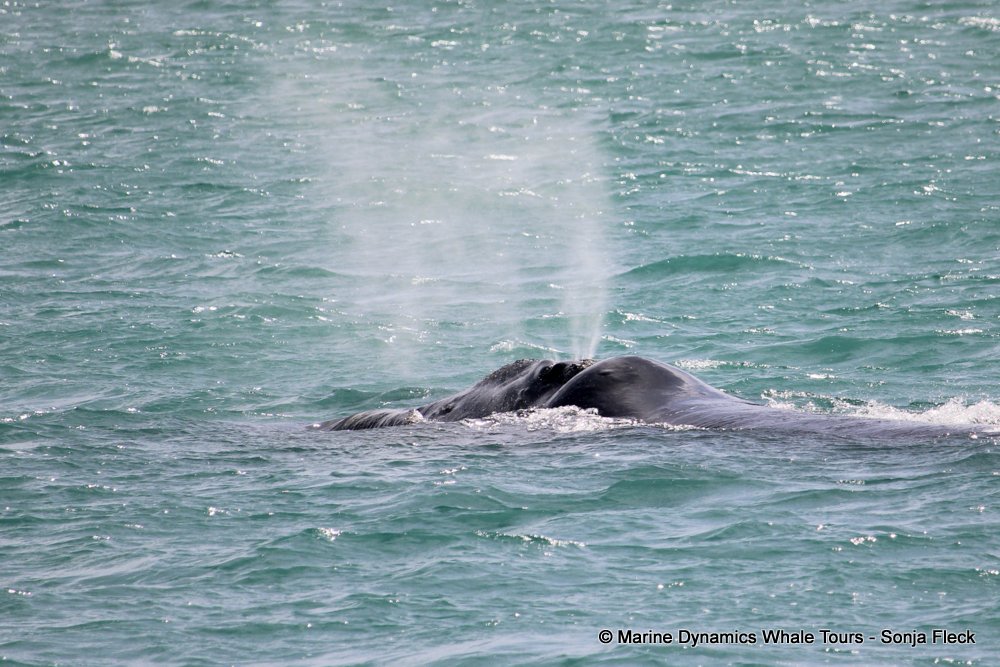 Southern right whale, whale watching, gansbaai, south africa,