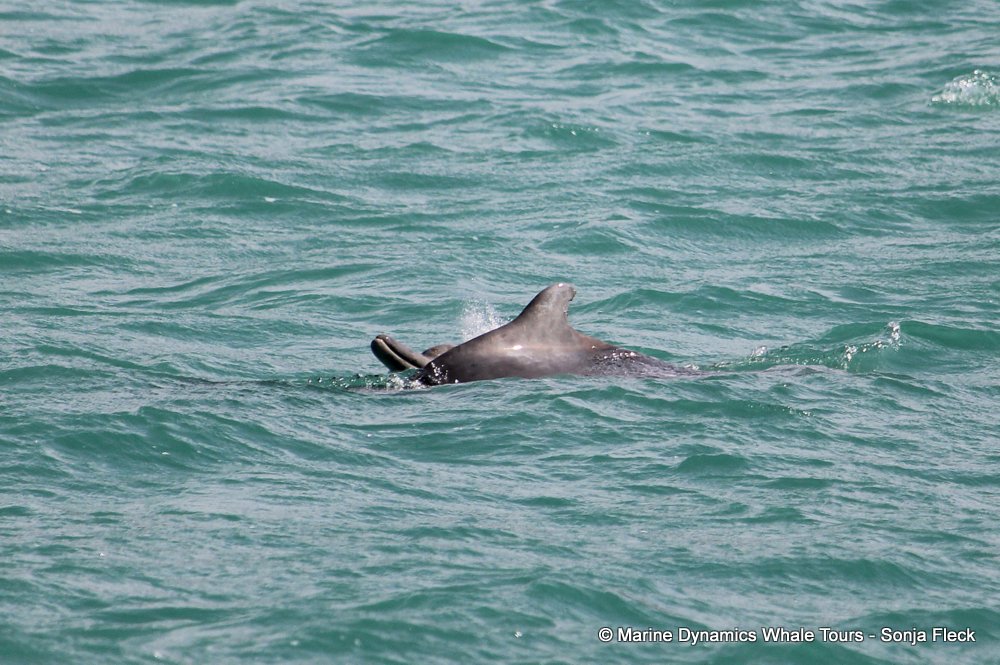 humpback dolphin, whale watching, gansbaai, south africa