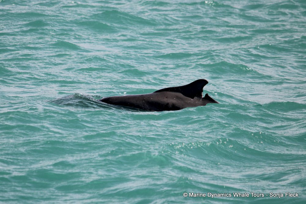 humpback dolphin, whale watching, gansbaai, south africa