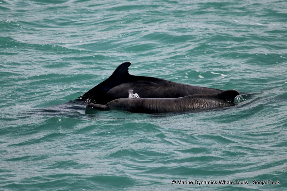 humpback dolphin, whale watching, gansbaai, south africa