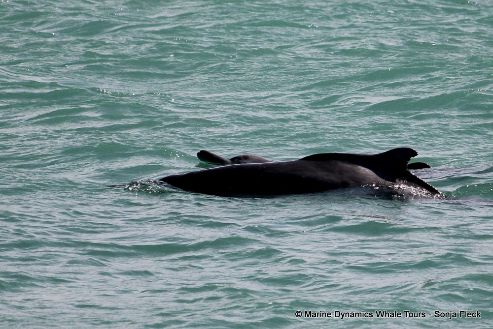 humpback dolphin, whale watching, gansbaai, south africa