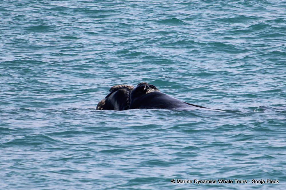 Southern right whale, whale watching, gansbaai, south africa,