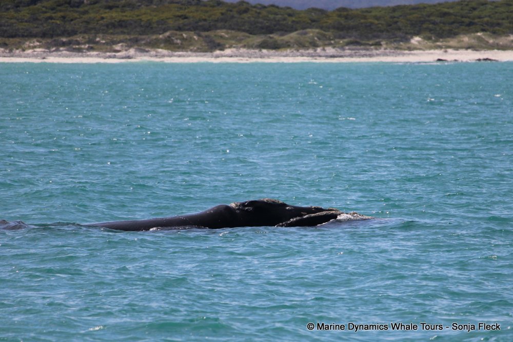Southern right whale, whale watching, gansbaai, south africa,