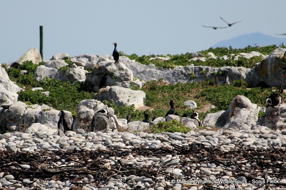 African Penguin , whale watching, gansbaai, south africa,