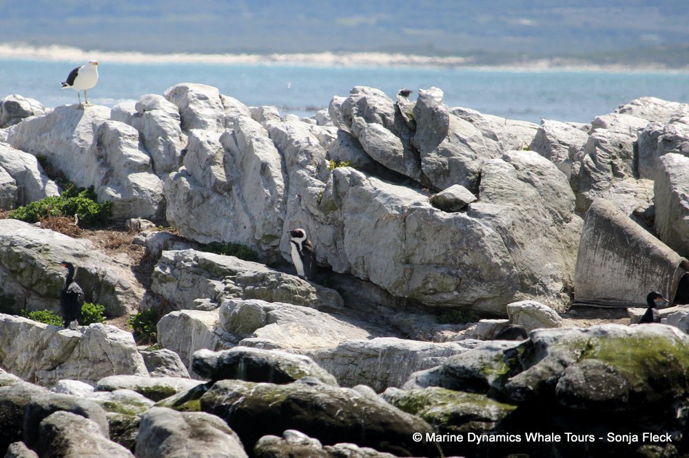 African Penguin , whale watching, gansbaai, south africa,
