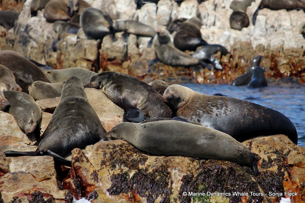 cape fur seal, whale watching, gansbaai, south africa