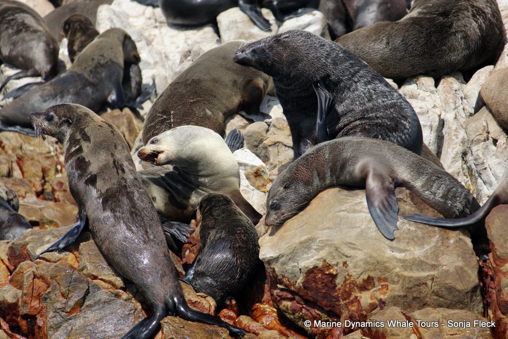 cape fur seal, whale watching, gansbaai, south africa