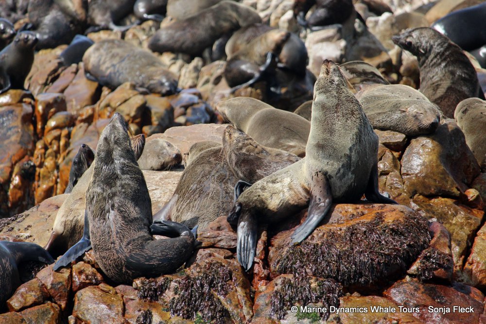 cape fur seal, whale watching, gansbaai, south africa