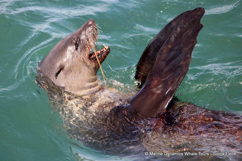 cape fur seal, whale watching, gansbaai, south africa
