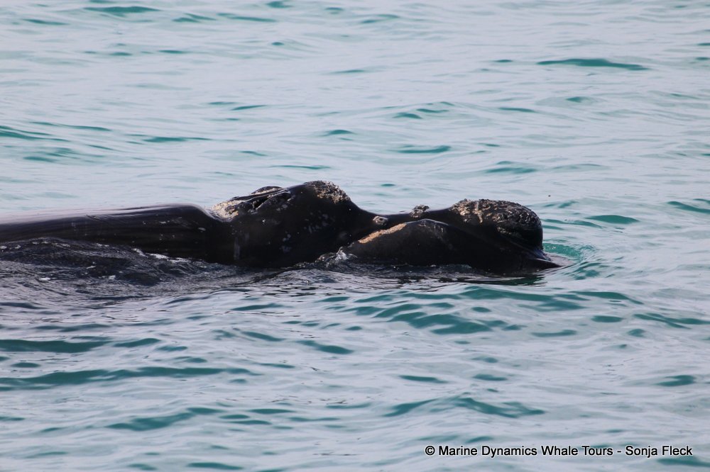 Southern right whale, whale watching, gansbaai, south africa,