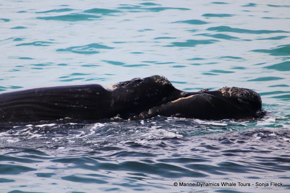Southern right whale, whale watching, gansbaai, south africa,