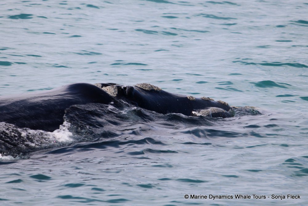 Southern right whale, whale watching, gansbaai, south africa,