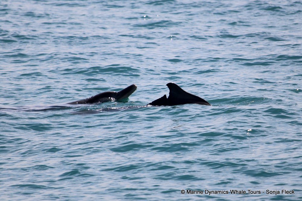 humpback dolphin, whale watching, gansbaai, south africa