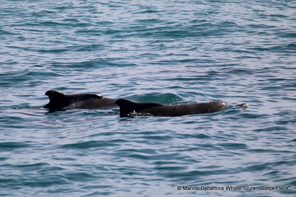 humpback dolphin, whale watching, gansbaai, south africa