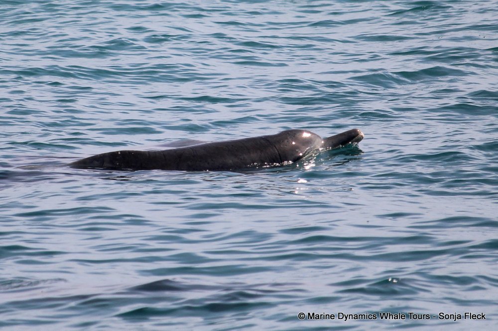 humpback dolphin, whale watching, gansbaai, south africa