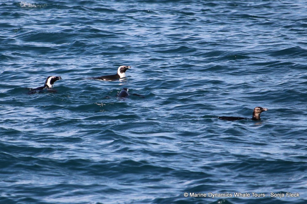 african penguin, whale watching, gansbaai, south africa
