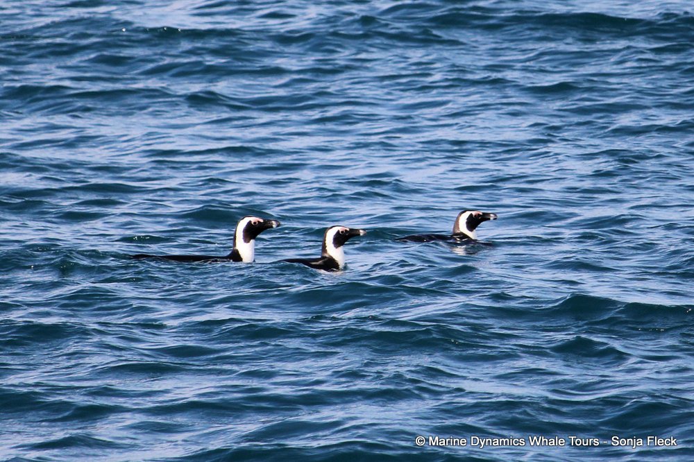 african penguin, whale watching, gansbaai, south africa