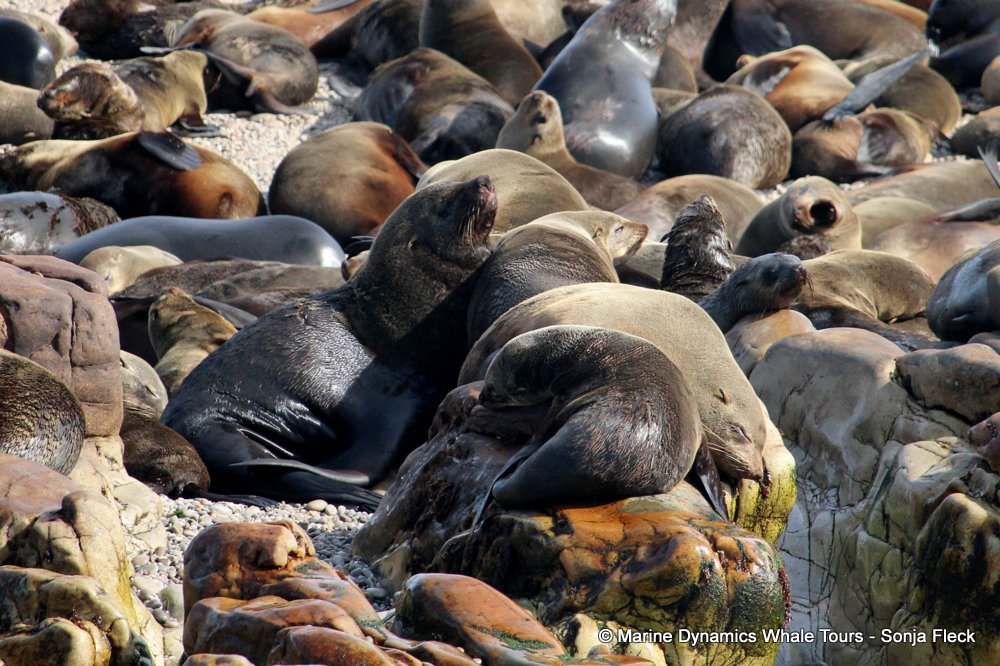 cape fur seal, whale watching, gansbaai, south africa