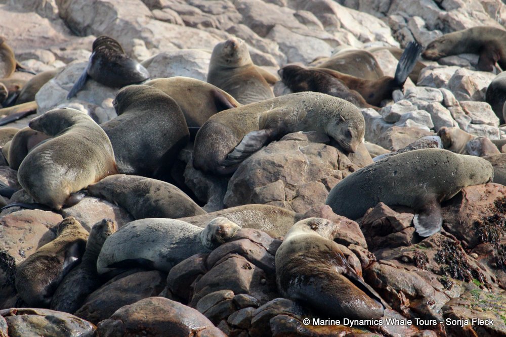 cape fur seal, whale watching, gansbaai, south africa
