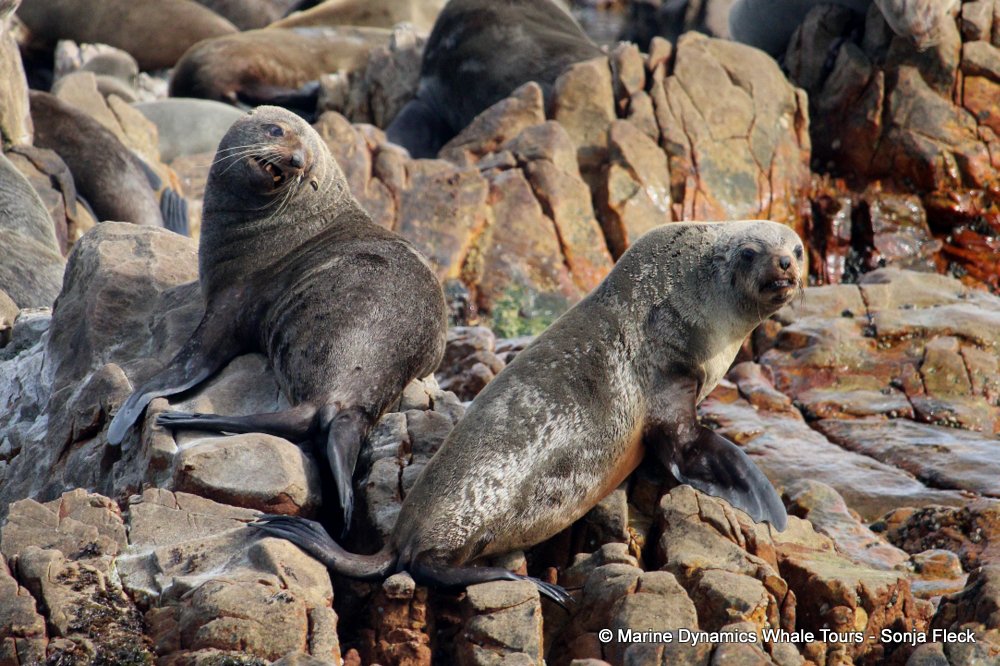 cape fur seal, whale watching, gansbaai, south africa