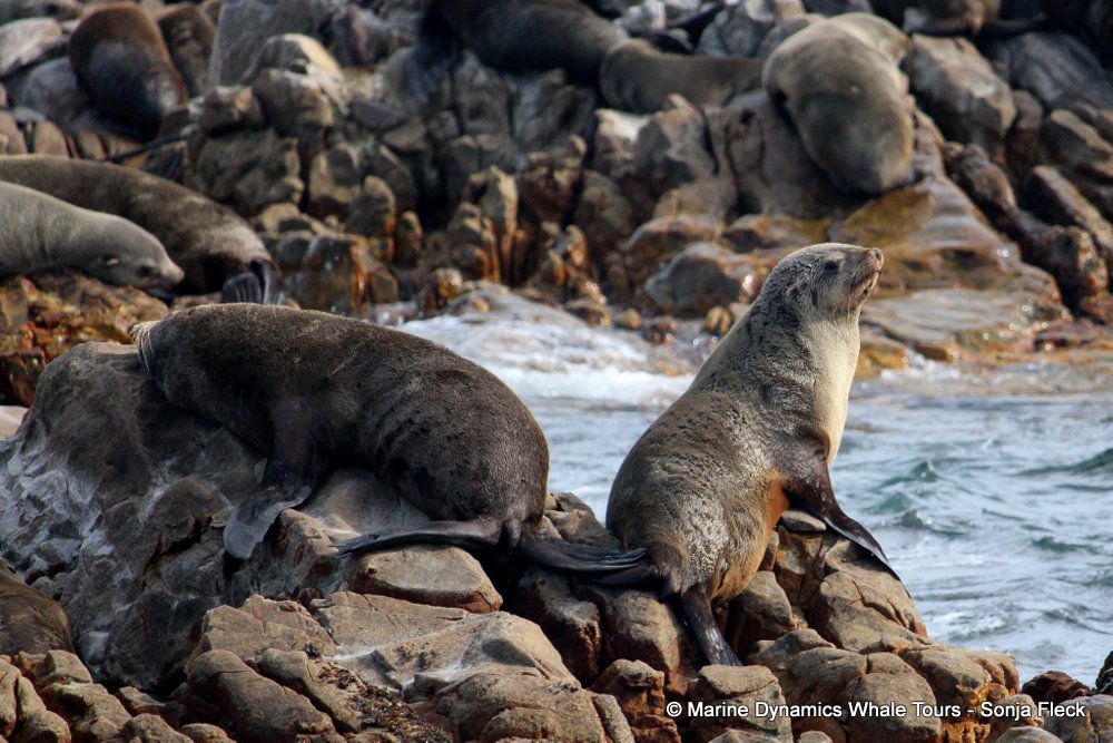 cape fur seal, whale watching, gansbaai, south africa