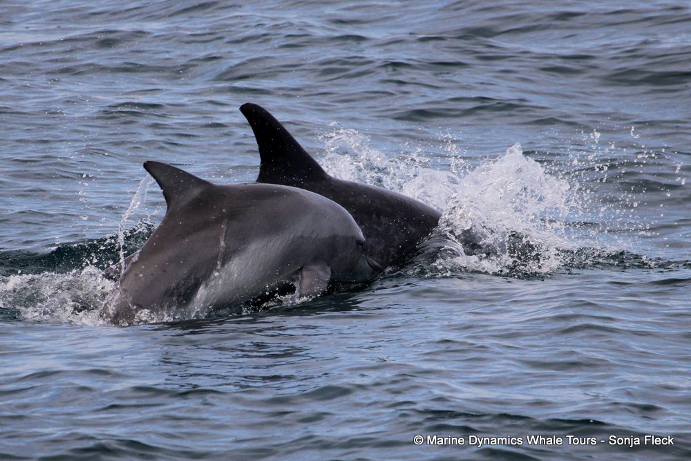 bottlenose dolphin Whale watching, South Africa, Gansbaai,