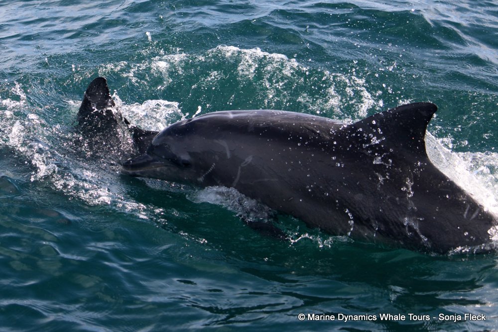 bottlenose dolphin Whale watching, South Africa, Gansbaai,