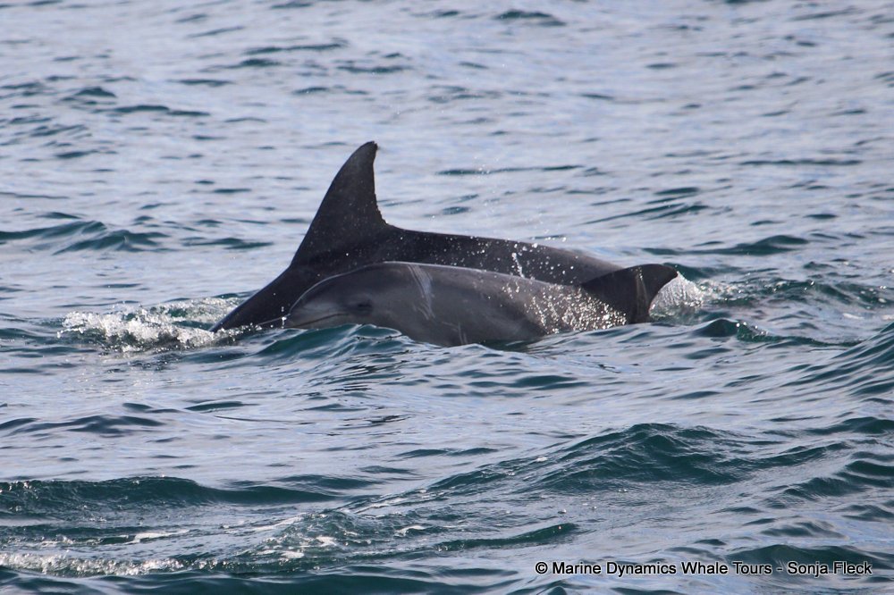 bottlenose dolphin Whale watching, South Africa, Gansbaai,