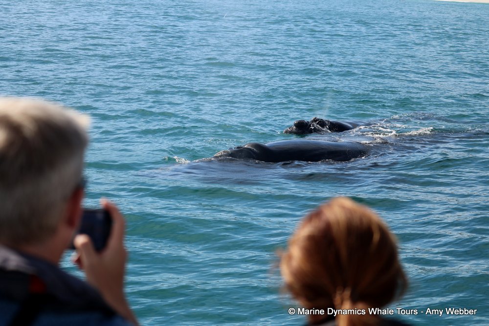 Southern right whale, whale watching, gansbaai, south africa,