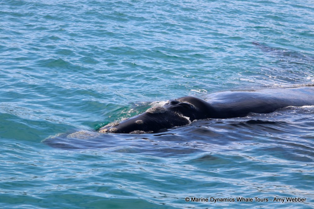Southern right whale, whale watching, gansbaai, south africa,
