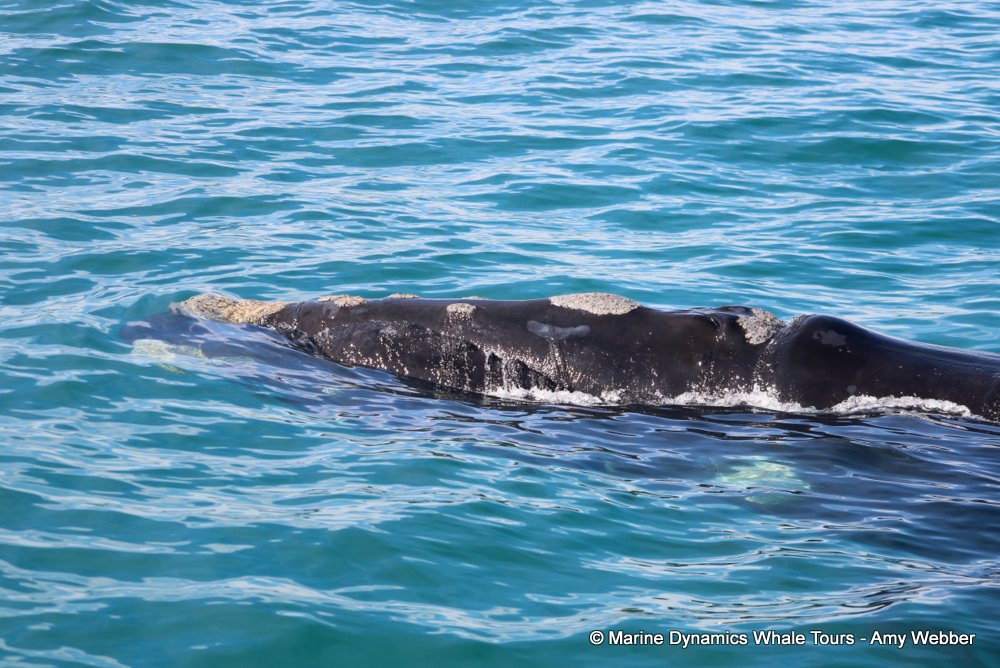 Southern right whale, whale watching, gansbaai, south africa,