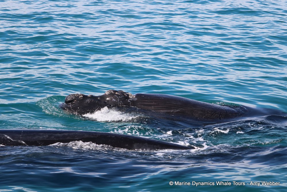 Southern right whale, whale watching, gansbaai, south africa,