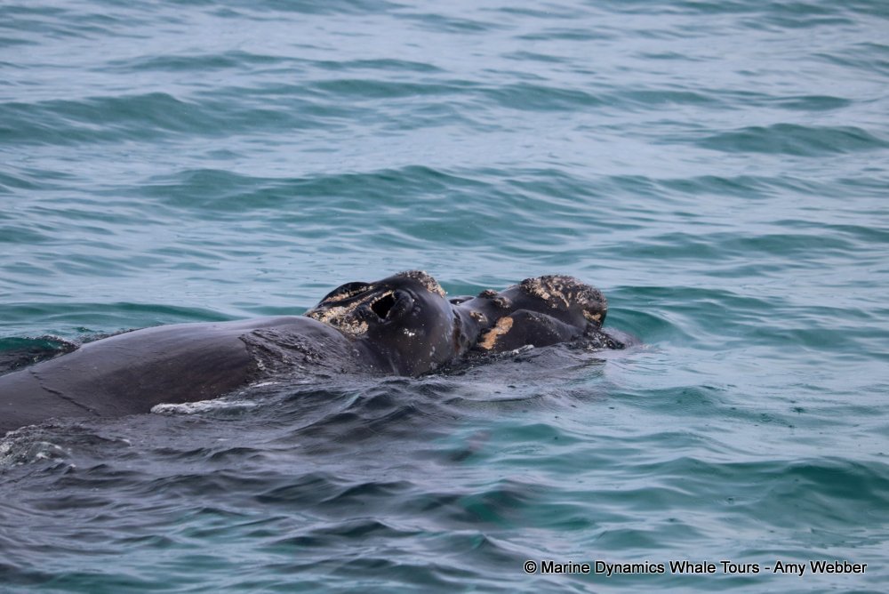 Marine Big 5 Daily Blog  30 September 2025