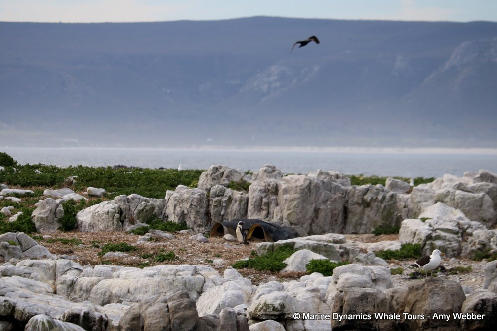 african penguin, whale watching, gansbaai, south africa