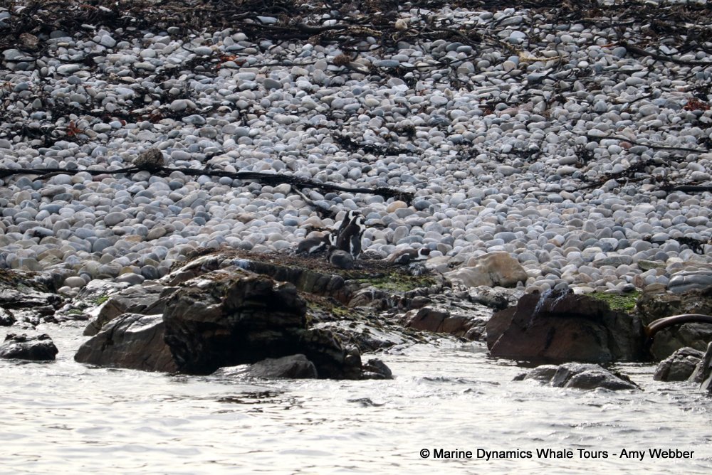 african penguin, whale watching, gansbaai, south africa
